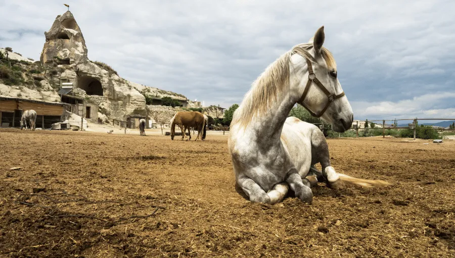 Kapadocja konno photo 7